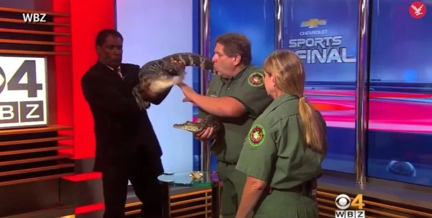 This reporter wrestled an alligator on live TV This reporter wrestled an alligator on live TV