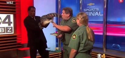 Alligator Makes TV Anchor Freak Out On Live Television!