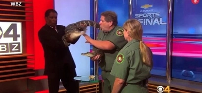 Alligator Makes TV Anchor Freak Out On Live Television!
