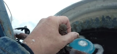 A Man Uses His Breath To Free A Sparrow Frozen To A Fence