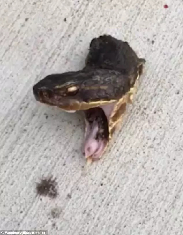 The snake's head bared its fangs. Photo: Facebook: Jill-Scott Mollet The snake's head bared its fangs. Photo: Facebook: Jill-Scott Mollet