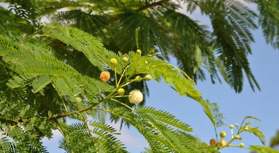 Libreng gamot! Mga kahanga-hangang mga benepisyo ng ng Ipil-ipil o lead tree sa kalusugan Libreng gamot! Mga kahanga-hangang mga benepisyo ng ng Ipil-ipil o lead tree sa kalusugan