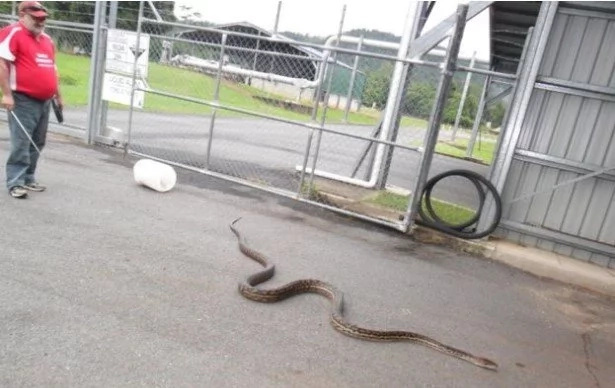 She Wakes Up To See 16 FOOT PYTHON Surprise She Wakes Up To See 16 FOOT PYTHON Surprise