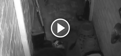This family caught cheeky badger stealing their cats' food on camera. See what they did to him