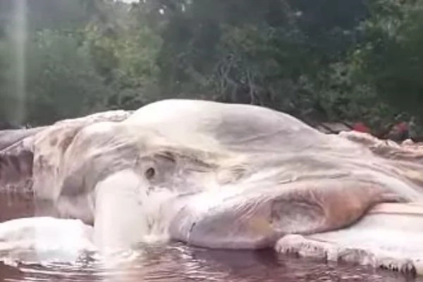 Shocking! Dead 50-foot Carcass Found In Jakarta! Is It A Giant Squid Or A Whale? Shocking! Dead 50-foot Carcass Found In Jakarta! Is It A Giant Squid Or A Whale?