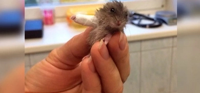 This tiny hamster with broken arm and a cast is the cutest thing you’ll see this day