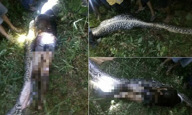 Villagers in search of missing farmer make shocking discovery inside his farm (photos)