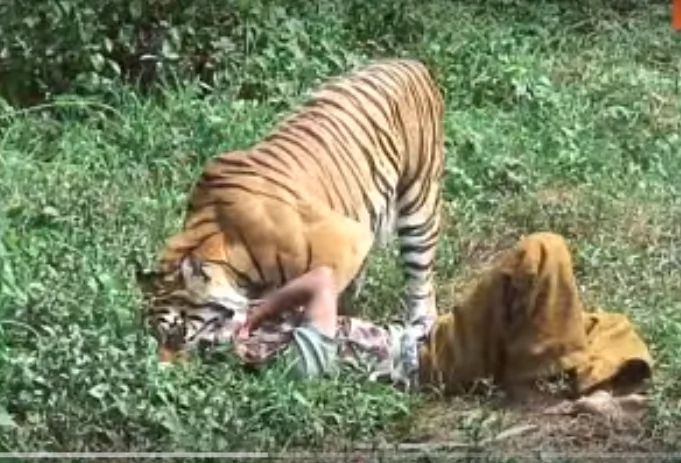 This courageous man is called the 'Tiger Nanny.' He spends his day eating, playing, relaxing & caring for a 400-lb tiger This courageous man is called the 'Tiger Nanny.' He spends his day eating, playing, relaxing & caring for a 400-lb tiger