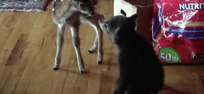 This insanely cute video of a baby bear meeting a deer will make you AWWW!