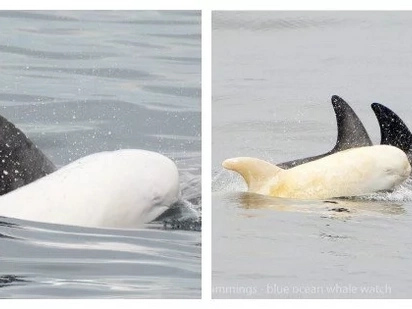 Tourists were just watching dolphins from their boat. They suddenly saw a white creature swimming with the others and it was a pleasant surprise