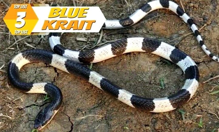 Top 10 Of The World's Most Poisonous Snakes Top 10 Of The World's Most Poisonous Snakes