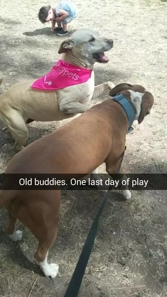 Family gives their lovely dog her best last day ever (PHOTOS) Family gives their lovely dog her best last day ever (PHOTOS)