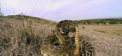 LOOK! Groom bitten by a rattlesnake in the middle of wedding photoshoot