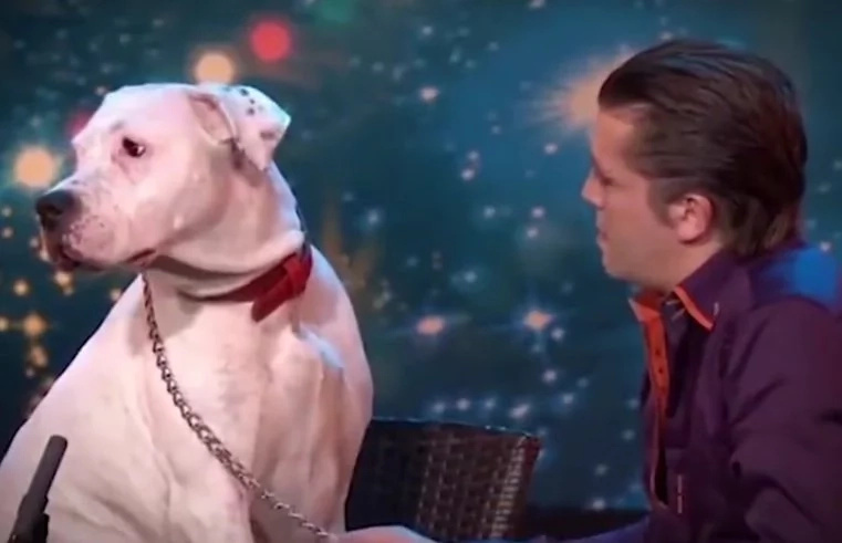 Dog sings Whitney Houston hit in viral video Dog sings Whitney Houston hit in viral video