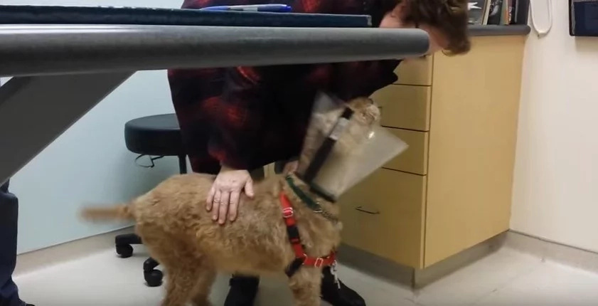 Formerly blind dog sees his family for the first time ever. His reaction will warm you heart! Formerly blind dog sees his family for the first time ever. His reaction will warm you heart!