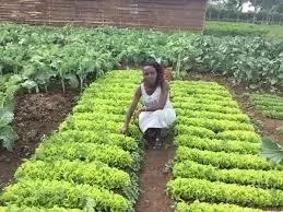 How to Start Vegetable Farming in Nigeria