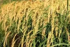 9 Steps to Start Paddy Rice Business in Nigeria