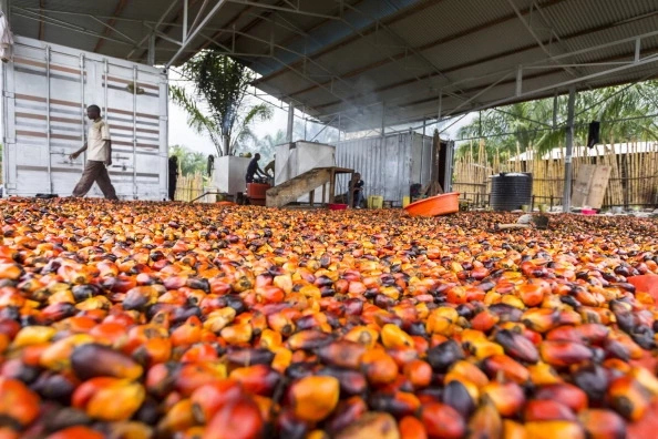 How To Start Palm Oil Processing Business In Nigeria