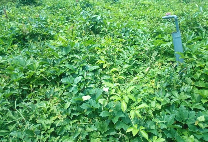 7 Steps to Start Ugwu Farm In Nigeria