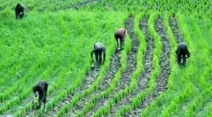 Steps to Start Local Rice Production in Nigeria