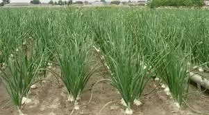 Problems And Prospects Of Onion Farming In Nigeria