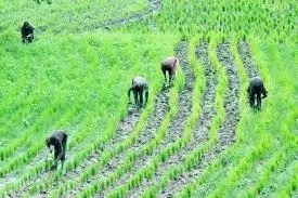 How to Start Rice Farming in Nigeria