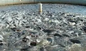 Fish Farming in Nigeria; 10 tips to make money from it