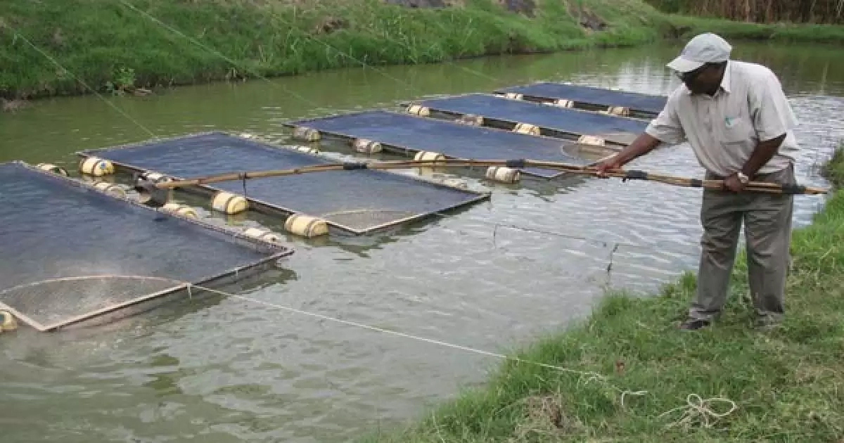 How to start a Fishery Business in Nigeria