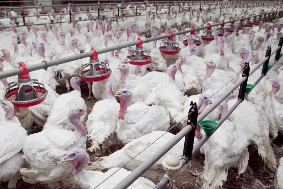 How to Start Turkey Farm in Nigeria