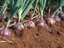 Step to Step Guide on How to Start Onion Farming