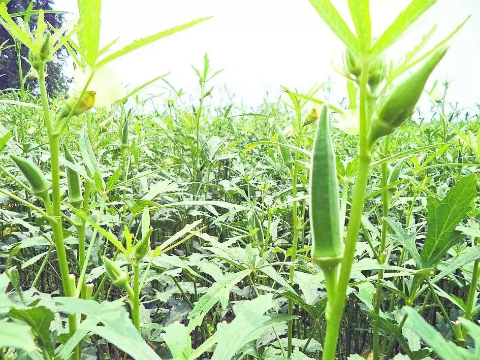 Steps To Start Okra Farming Business In Nigeria