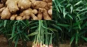 9 Steps to Start Ginger Farming in Nigeria and Tips to Succeed