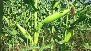 8 Steps to Start Maize Farming in Nigeria