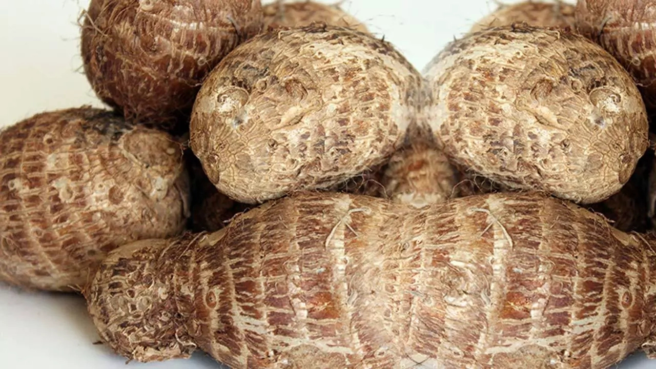 Steps To Start Cocoyam Business In Nigeria