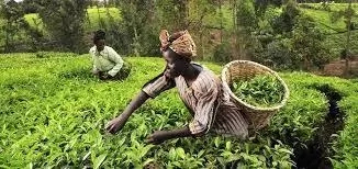 Farming in Nigeria, Overview, Benefits, Challenges, Prospects