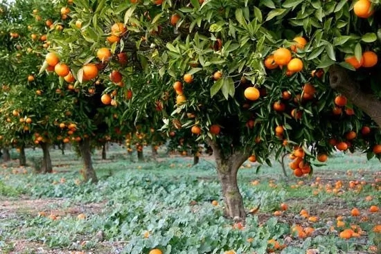 8 Steps To Start Commercial Orange Farming Business In Nigeria