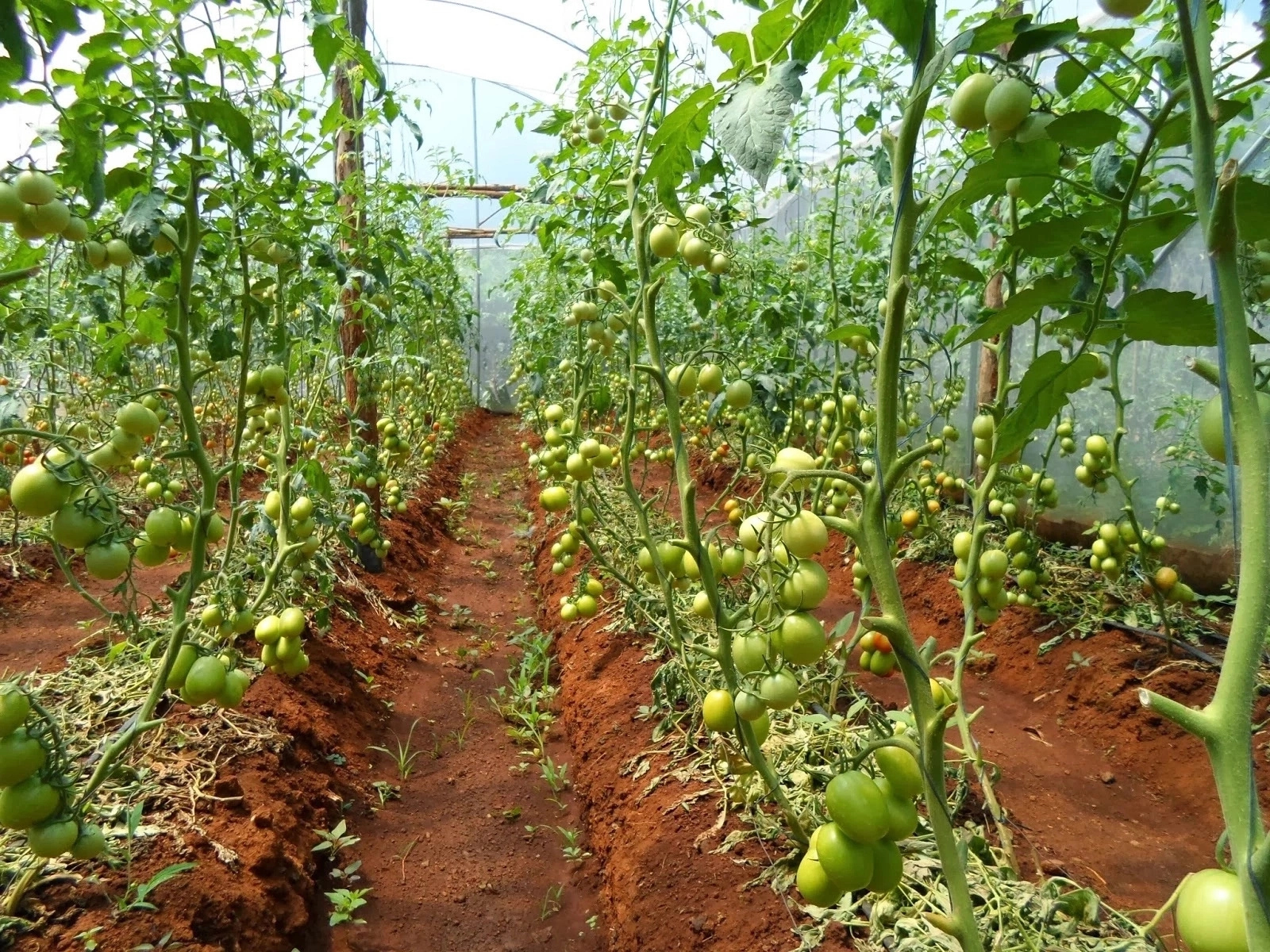 Steps To Start Garden Egg Farming Business In Nigeria And Tips To Succeed 