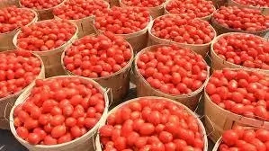 8 Economic Importance of Tomatoes in Nigeria