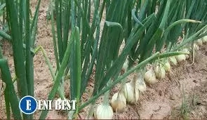 Problems And Prospects Of Onion Farming In Nigeria