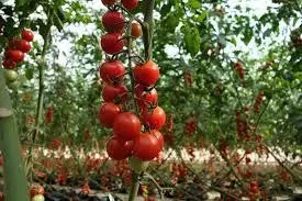 How Profitable is Tomatoes Farming in Nigeria