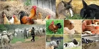 How to Improve Locally Breed of Livestock in Nigeria