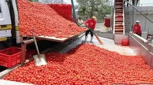 Steps To Start Tomatoes Business In Nigeria 