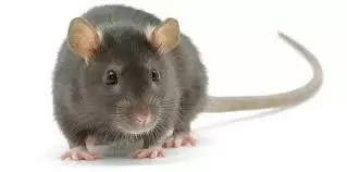 How to Get Rid of Rats in Nigeria