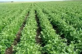 Steps To Start Potato Farming Business In Nigeria