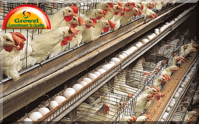 6 Steps To Start Layer Poultry Farming In Nigeria