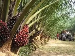 Steps to Start Palm Kernel Farm in Nigeria