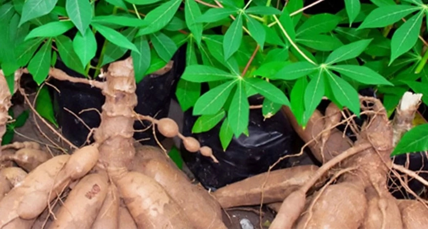 How To Produce Cassava In Nigeria