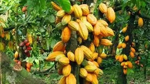 How to Farm Cocoa in Nigeria 