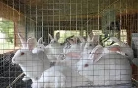 How to Start Rabbit Farming in Nigeria