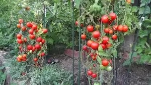 Best Tomatoes Planting Season In Nigeria